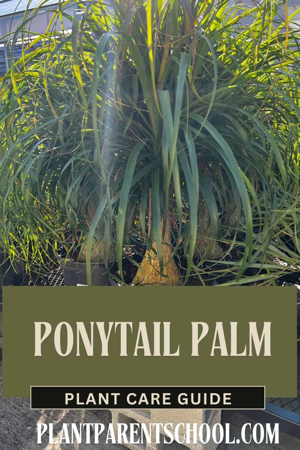 Ponytail Palm plant care guide