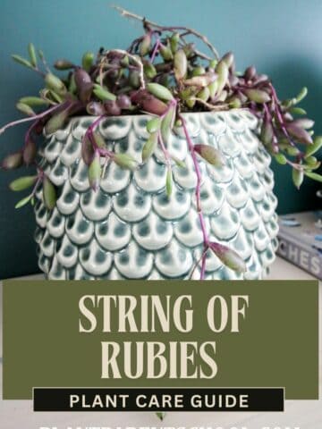 String of rubies Plant Care Guide.