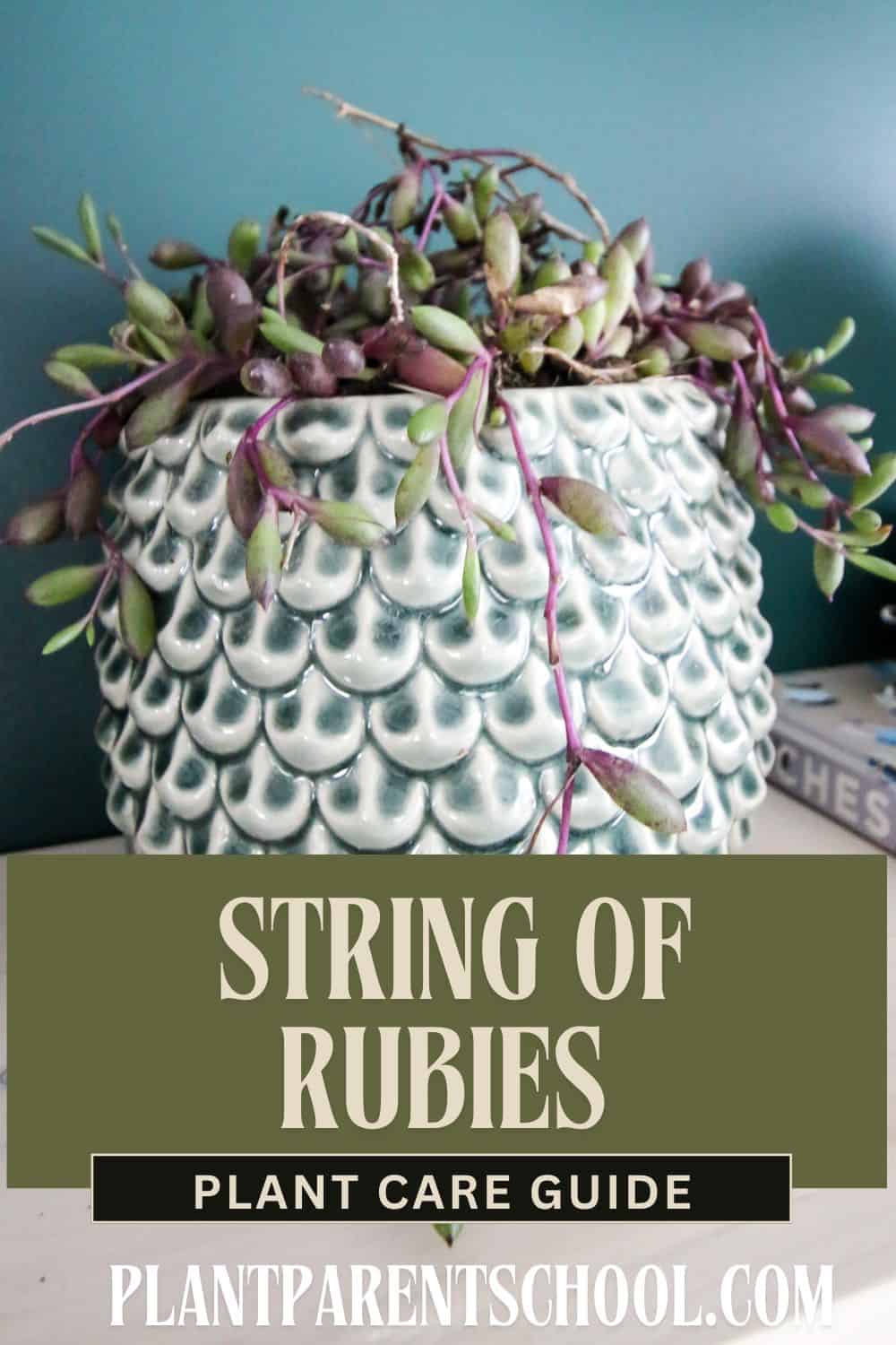 String of rubies Plant Care Guide.