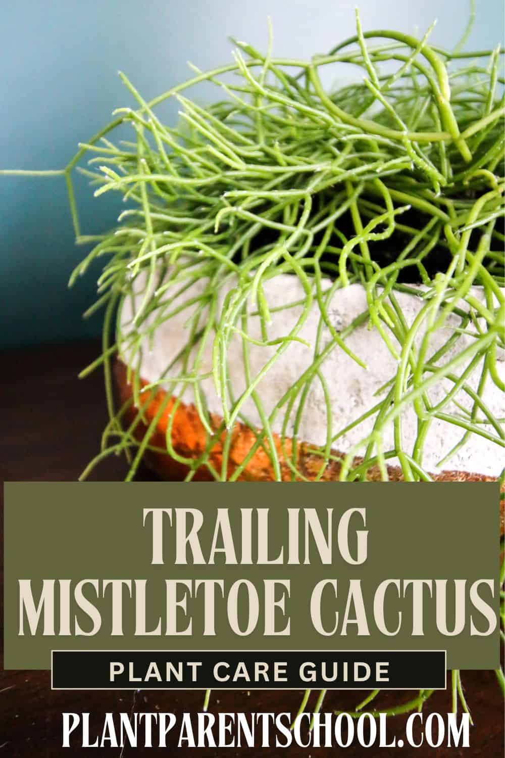 Trailing Mistletoe Cactus care guide