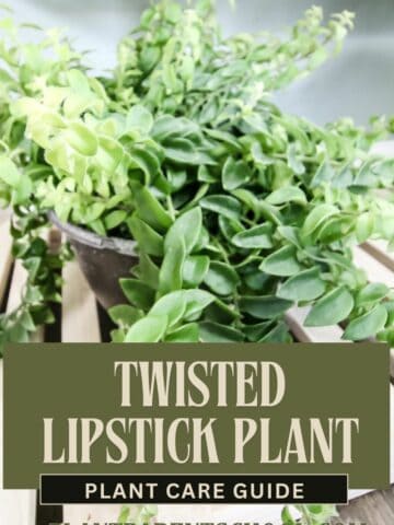 🏡 Twisted Lipstick Plant Care