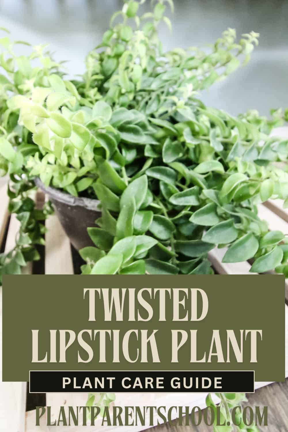 🏡 Twisted Lipstick Plant Care