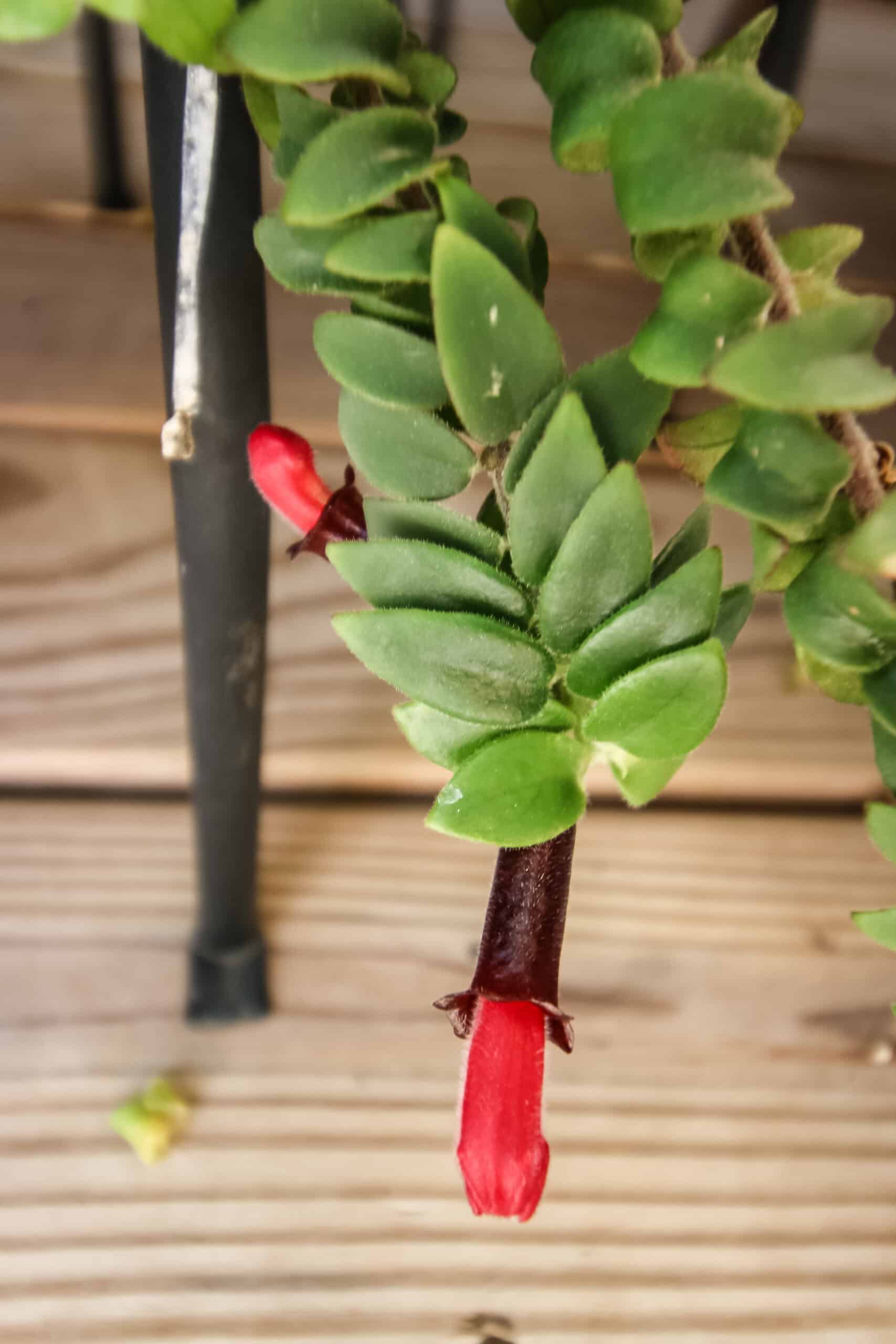 Twisted Lipstick Plant.