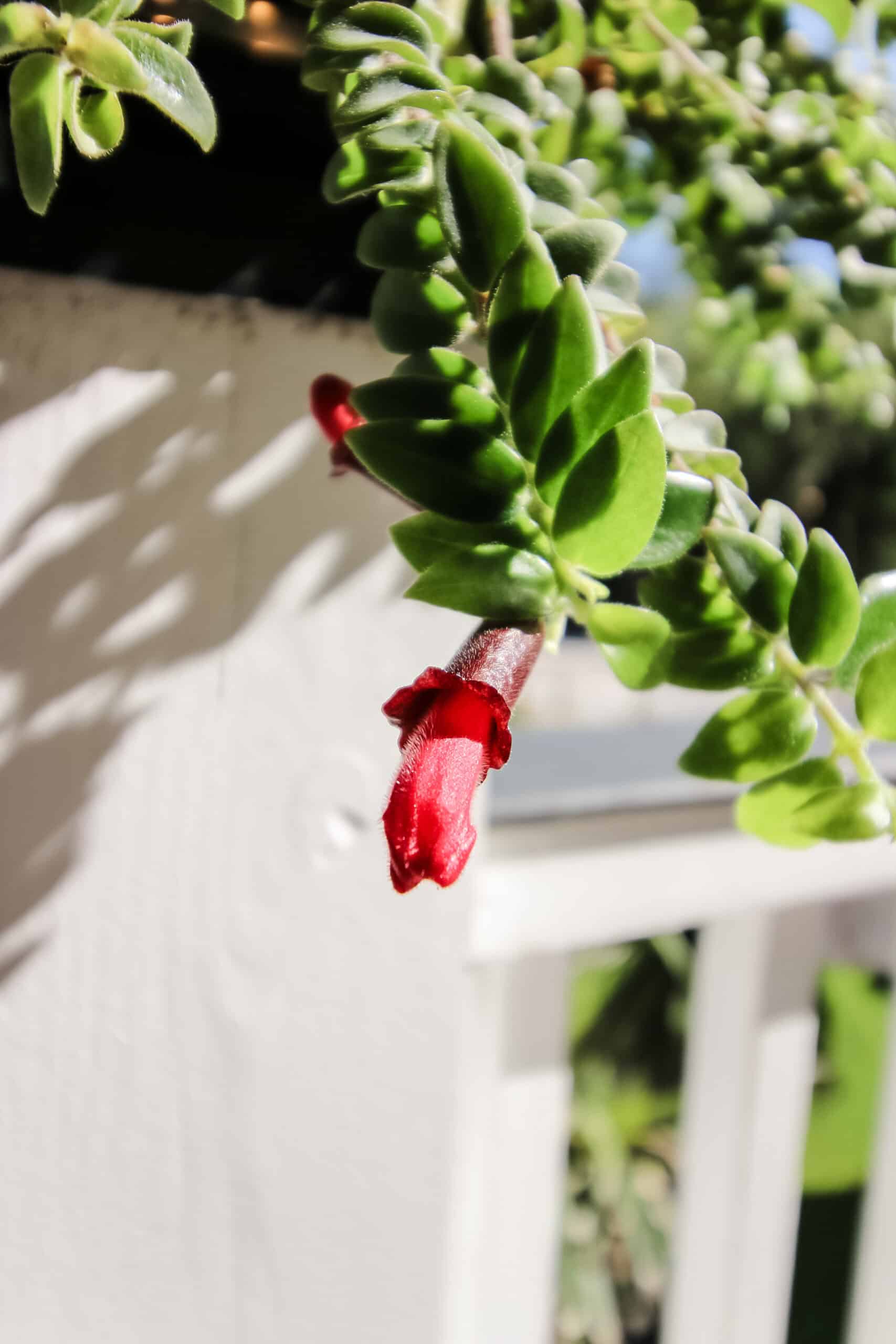 Twisted Lipstick Plant.