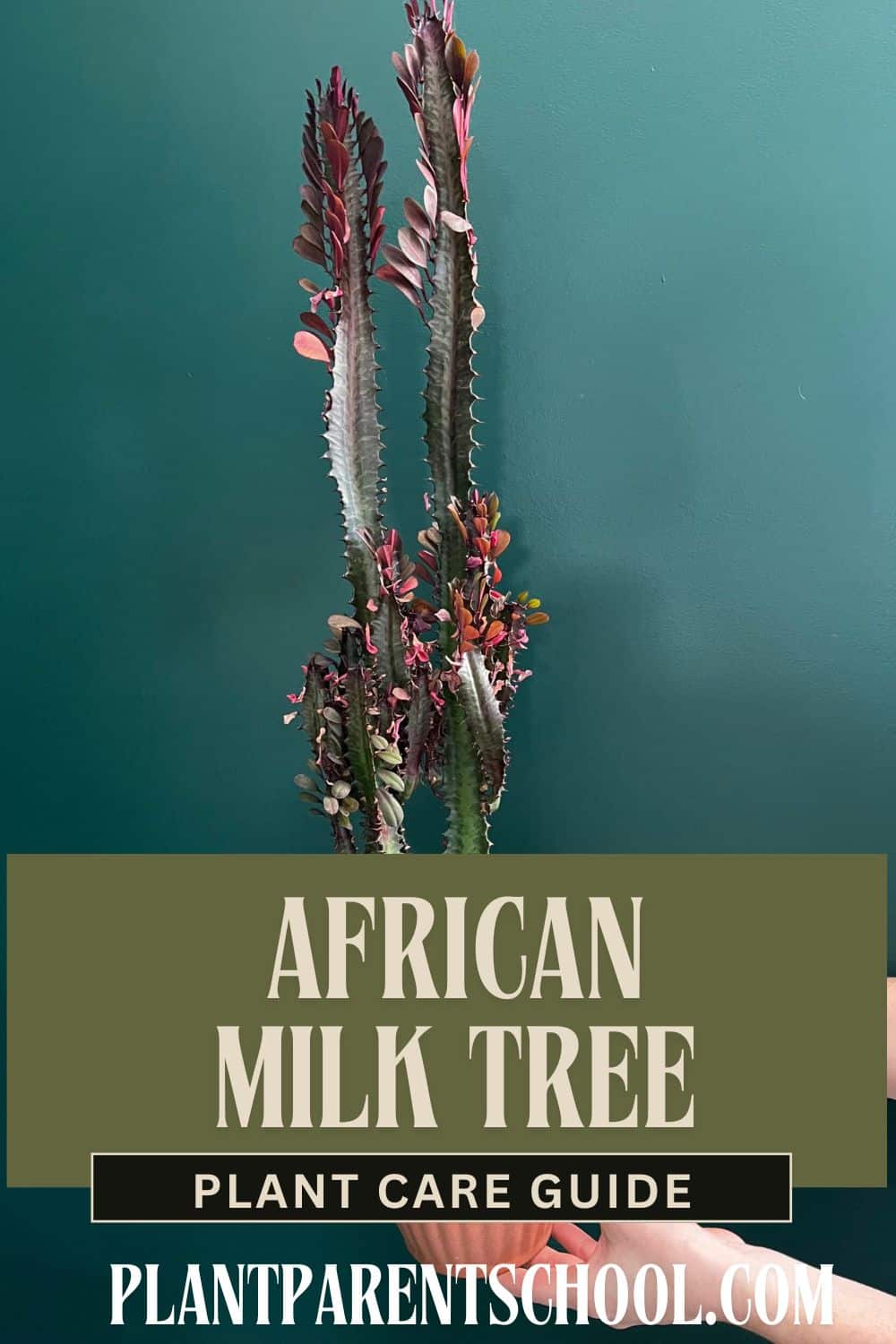 african milk tree care guide