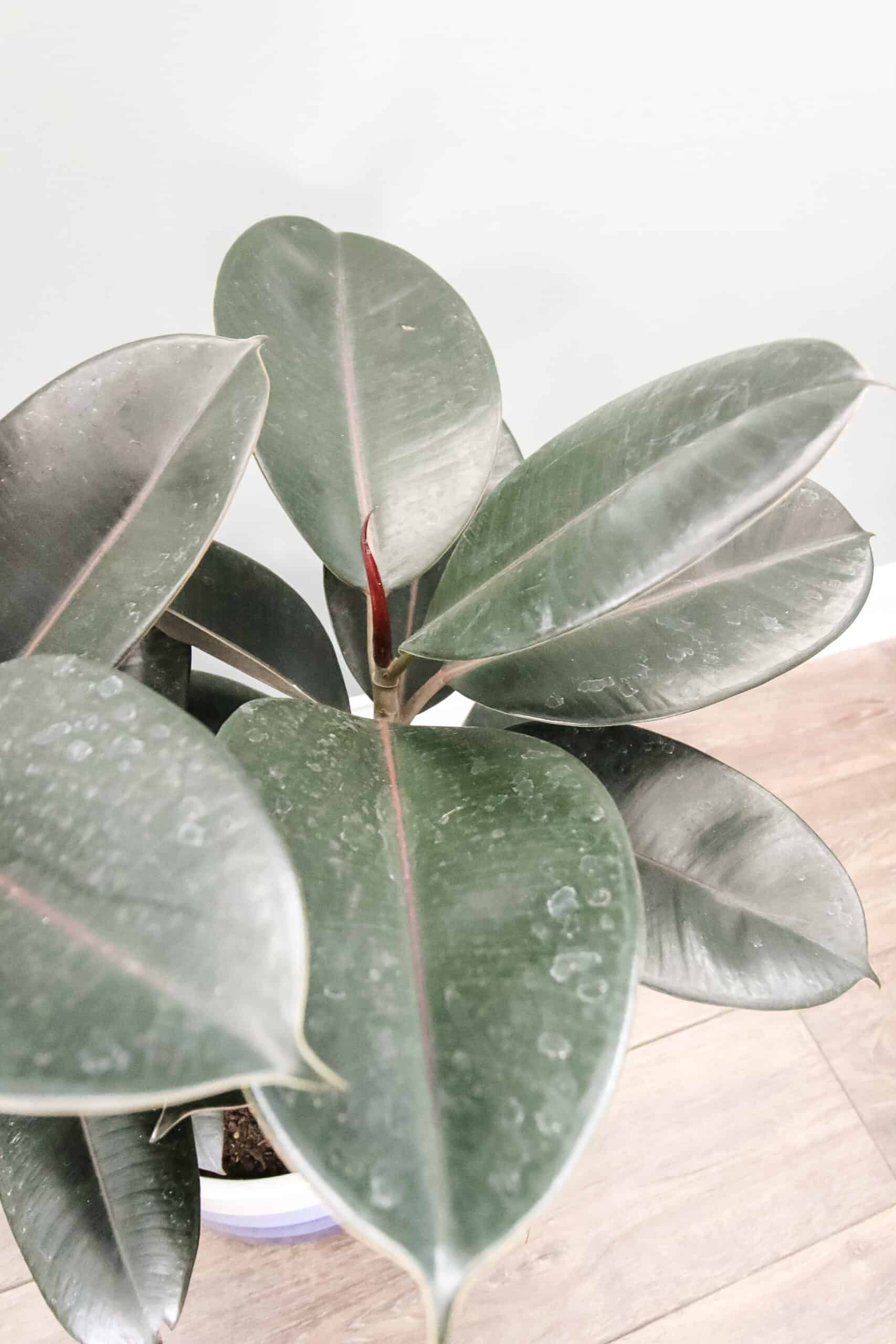 burgundy rubber plant 