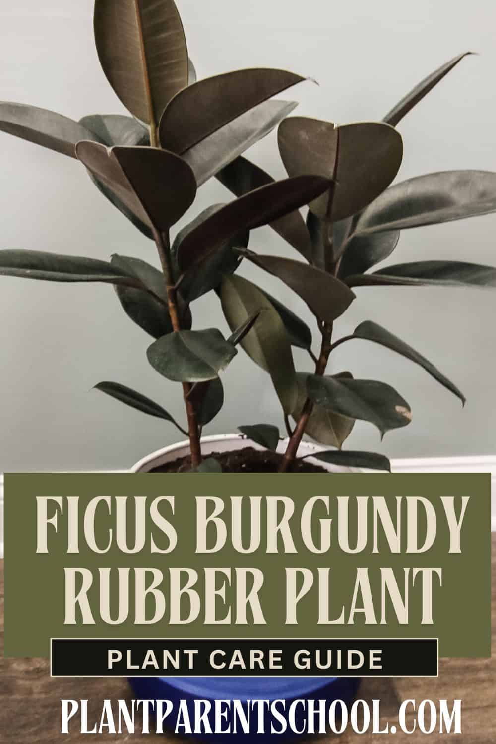 burgundy rubber plant