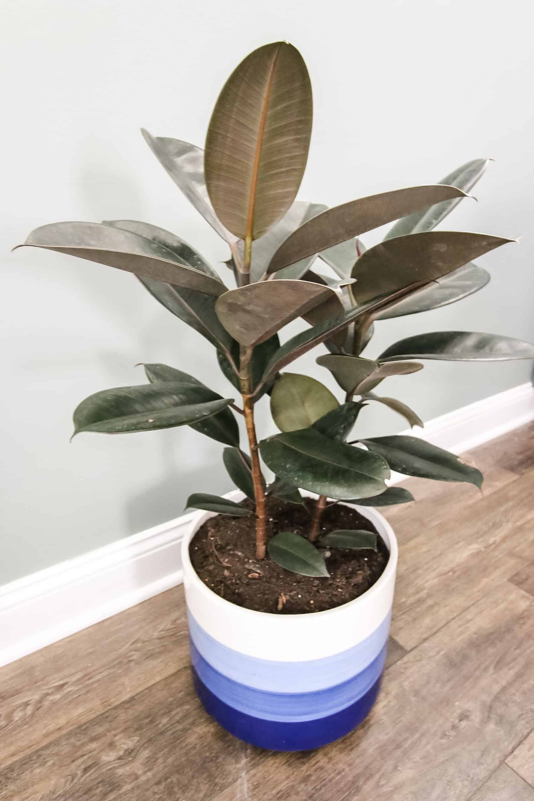 burgundy rubber plant