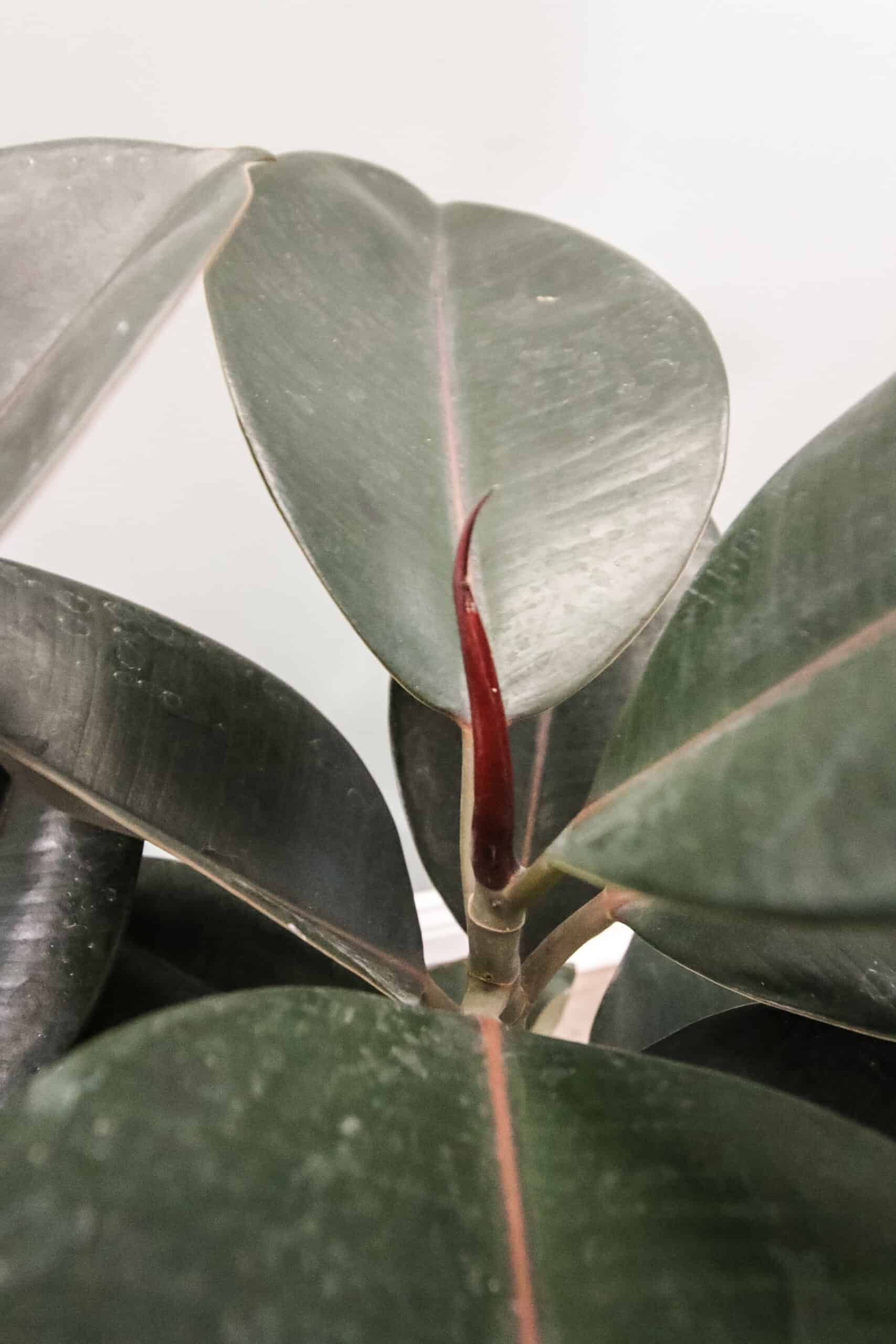 burgundy rubber plant