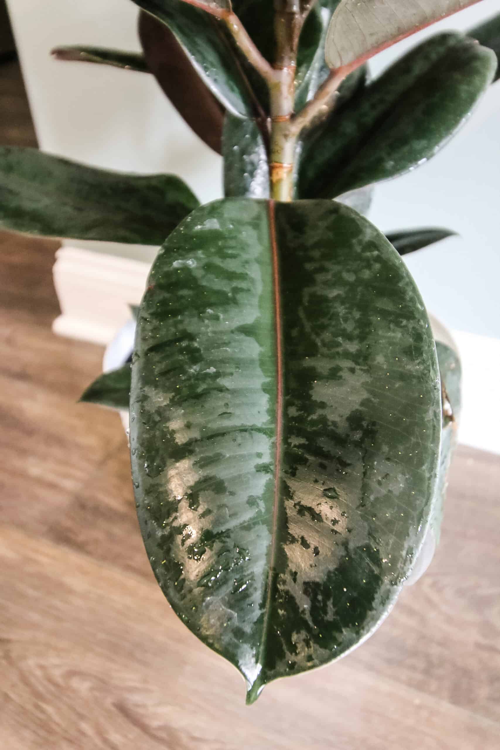 burgundy rubber plant