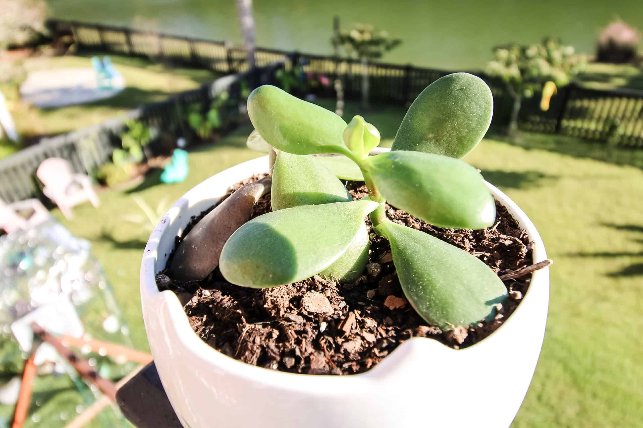 jade plant