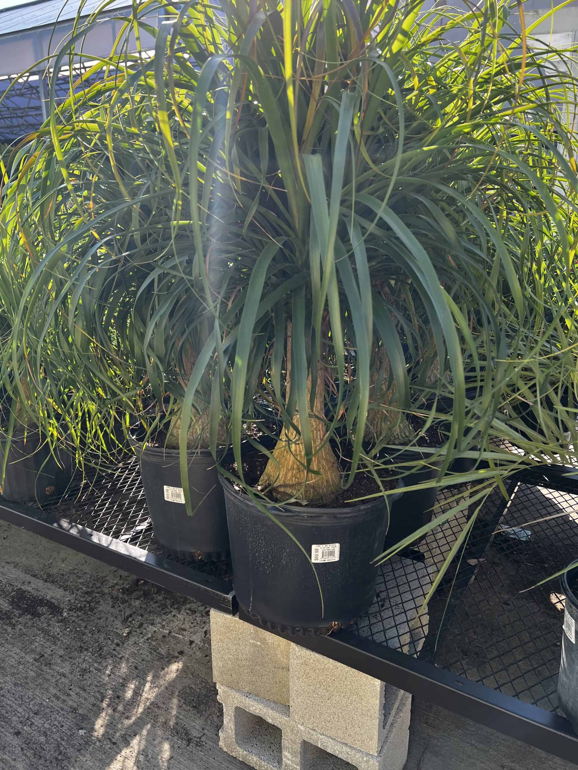 ponytail palm