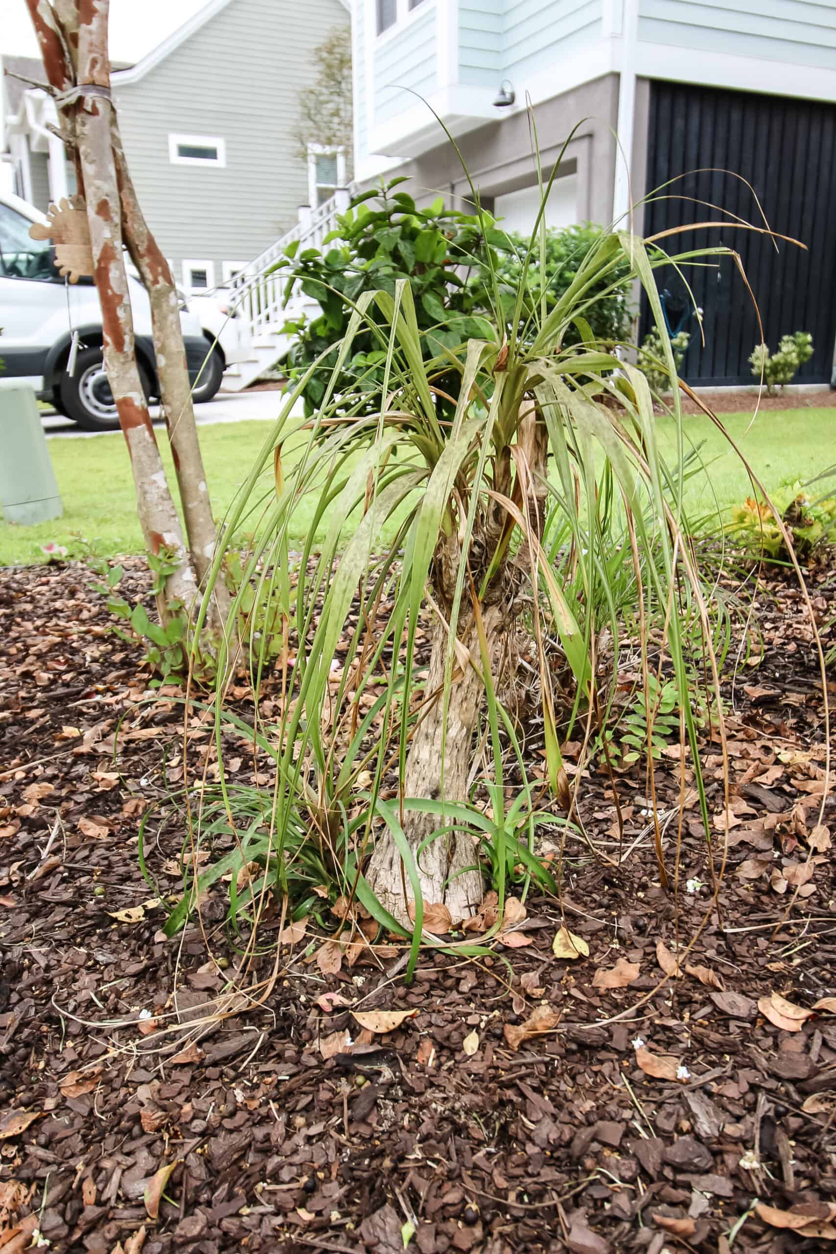 ponytail palm