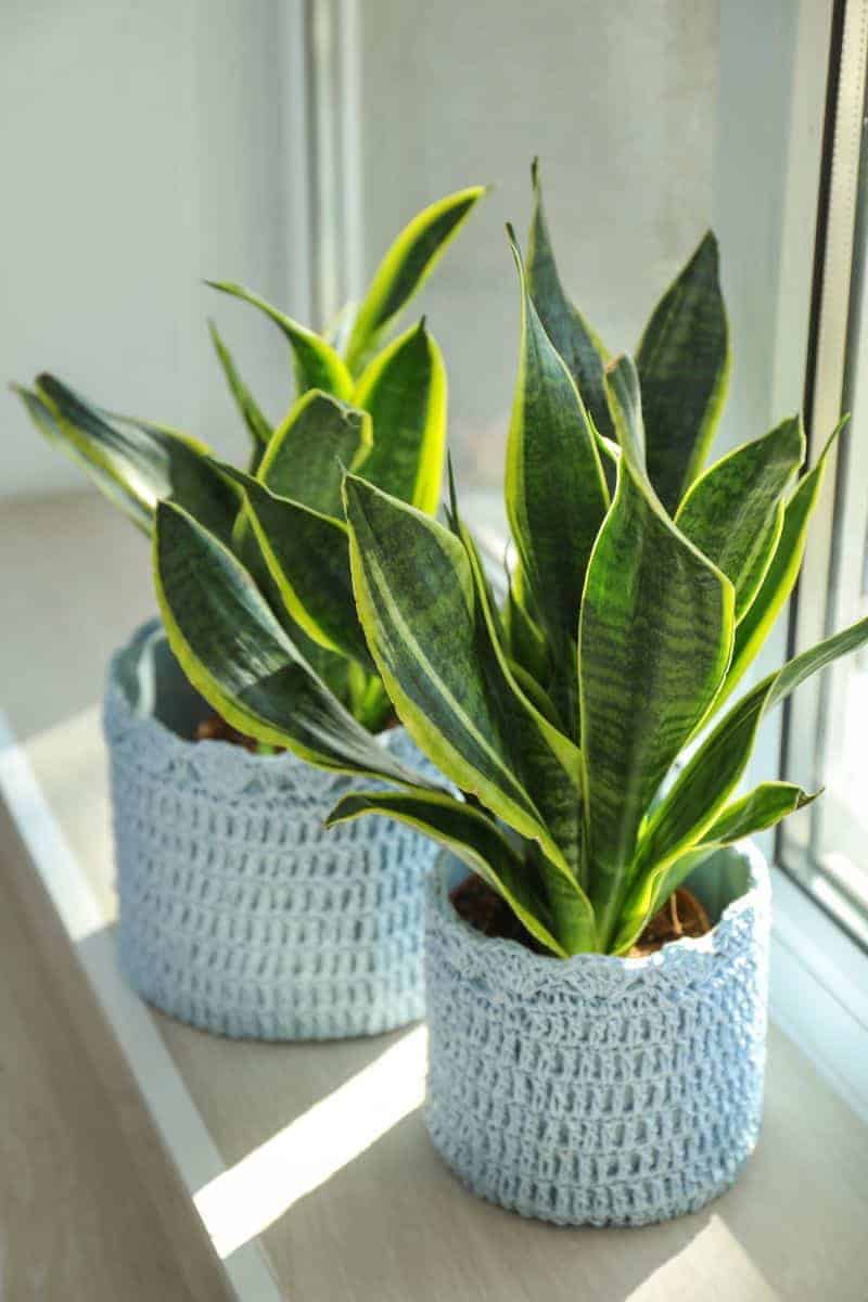 snake plant